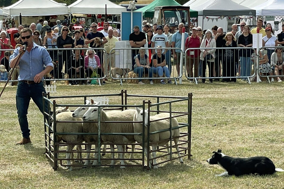 Sheep round-up 2022